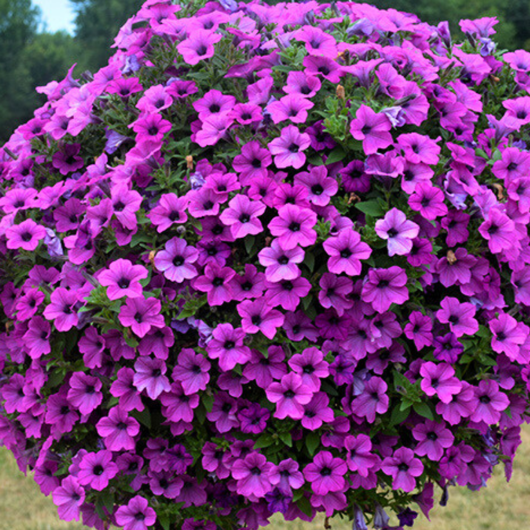 Set of 3 or 6 Large Plants - Petunia Dekko Deep Lavender Vein, Outdoor Garden Ready