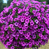 Set of 3 or 6 Large Plants - Petunia Dekko Deep Lavender Vein, Outdoor Garden Ready