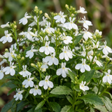 Set of 3 or 6 Lobelia Upright Sweet Springs White Flowering Plants, Summer Flowering Bedding, Garden Ready, 10.5cm Root Ball