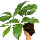Hellebore Star of Passion