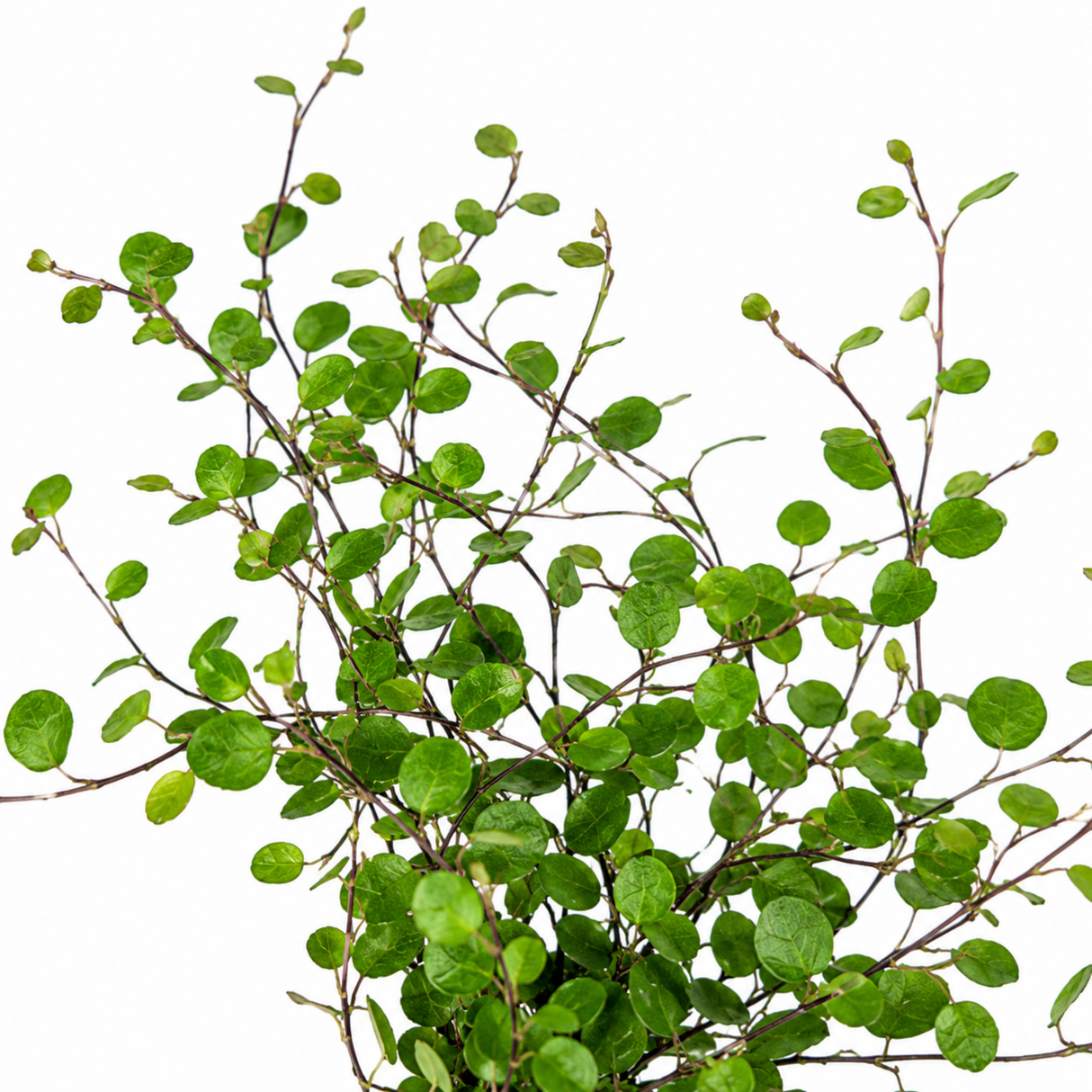 3 Muehlenbeckia Green Wire Vine Plants, 9cm Pots