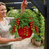 Tumbling Tom Red Tomato Hanging Basket Plants, 25cm Pots