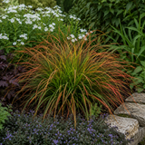 3 Carex Prairie Fire Plants, 9cm Pots, Autumn Garden