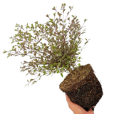 Lophomyrtus Magic Dragon