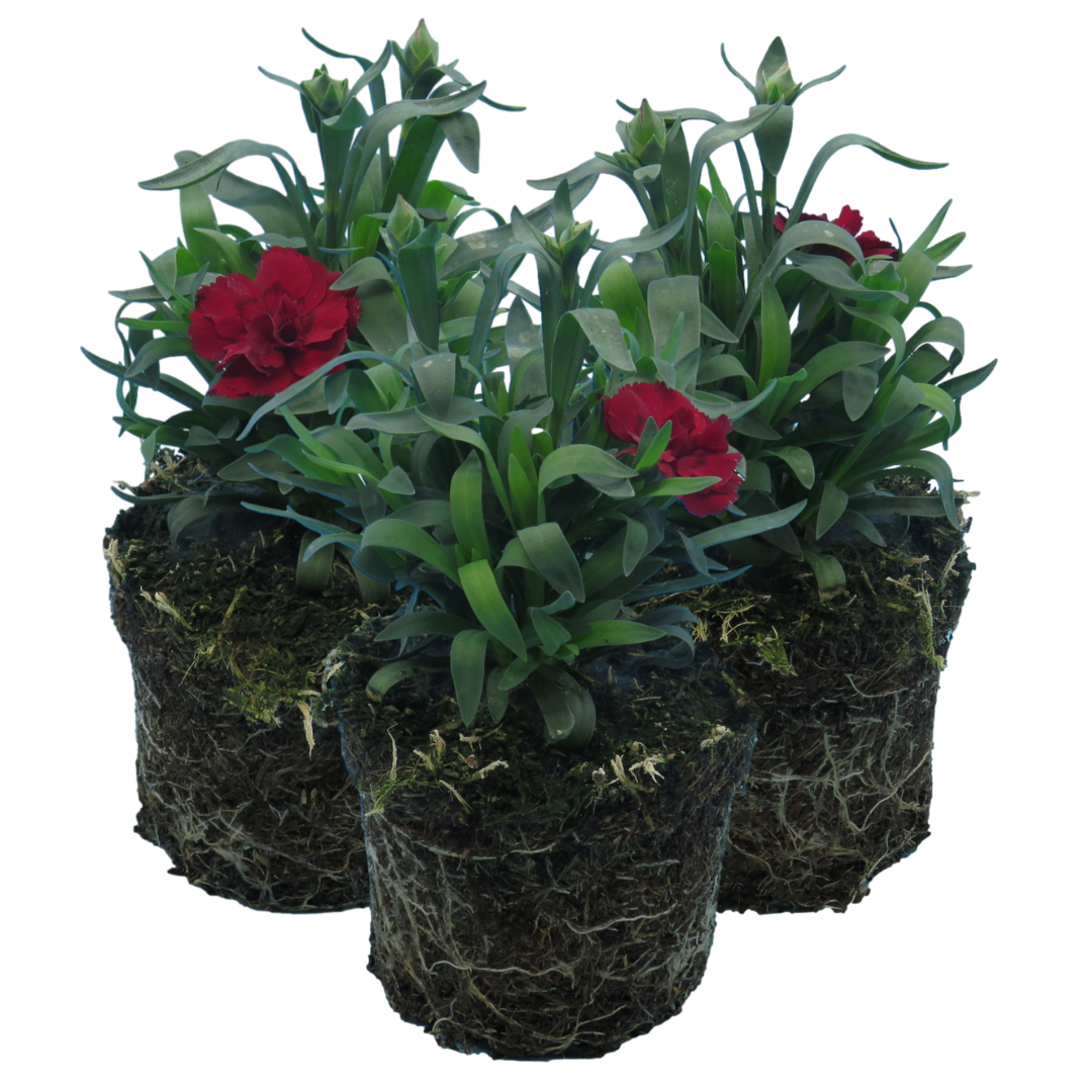 Carnation Dark Red