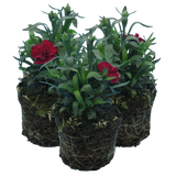 Carnation Dark Red