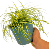Carex Evergold