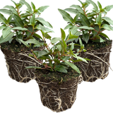 Set of 3 or 6 Large, Outdoor Garden Ready Plants - Fuchsia Bella Evita (Red & White)