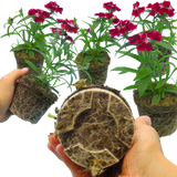 Dianthus Deep Red