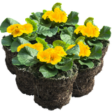 Primrose Orange