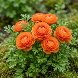 Set of 3 or 6 Large, Outdoor Garden Ready Plants - Rannunculus Vortex Orange, 10.5 cm