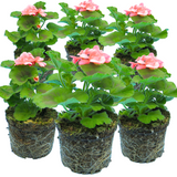 Set of 3 or 6 Large Plants-Garden Ready Pelargonium Toscana Dolce Vita Emma or Smart Lenja