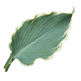 Hosta Tears from Heaven, 3 Litre Pots, Garden Ready