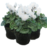 Cyclamen White 10.5cm
