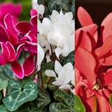 Large Cyclamen Flame Growers Selection