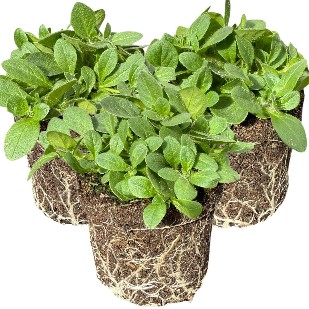 Set of 3 or 6 Large Plants - Petunia Dekko Deep Lavender Vein, Outdoor Garden Ready