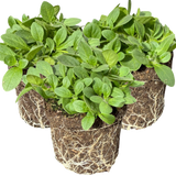 Set of 3 or 6 Large Plants - Petunia Dekko Deep Lavender Vein, Outdoor Garden Ready