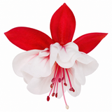 3 Trailing Fuchsia Sir Matt Busby Plants, Red & White, 10.5cm Pots, Summer Bedding