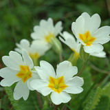 Primrose White