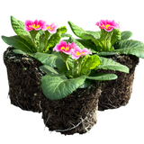Primrose Appleblossom