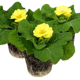 Primrose Cream
