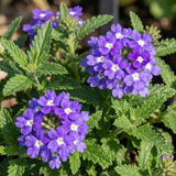 Set of 3 or 6 Trailing Verbena Blue Eye Plants, Summer Flowering Hanging Basket Ready, Outdoor Garden Ready, 10.5cm Root-Ball