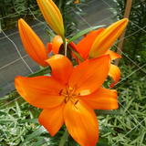 Set of 3 or 6 Large Garden Lily Plants - Asiatic Lily Orange, Ready to Plant in Your Garden