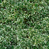 Euonymus Bravo