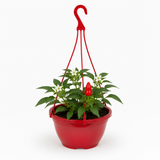 Chilli Pepper Plants, Peppers from Heaven Red, 25cm Pots