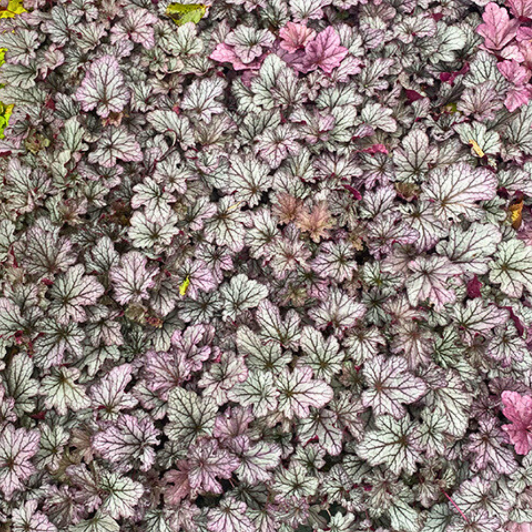 Heuchera Huckleberry
