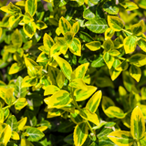 Euonymus Emerald n Gold