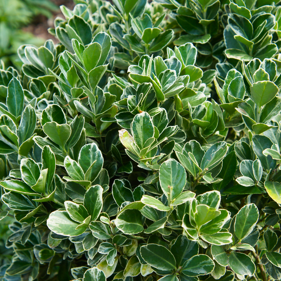 Euonymus Albomarginatus