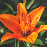 Set of 3 or 6 Large Garden Lily Plants - Asiatic Lily Orange, Ready to Plant in Your Garden