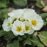 Primrose White