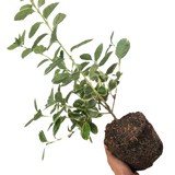 Euonymus Albomarginatus