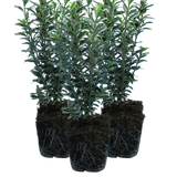 EUONYMUS MICROPHYLLUS ALBOVARIEGATUS