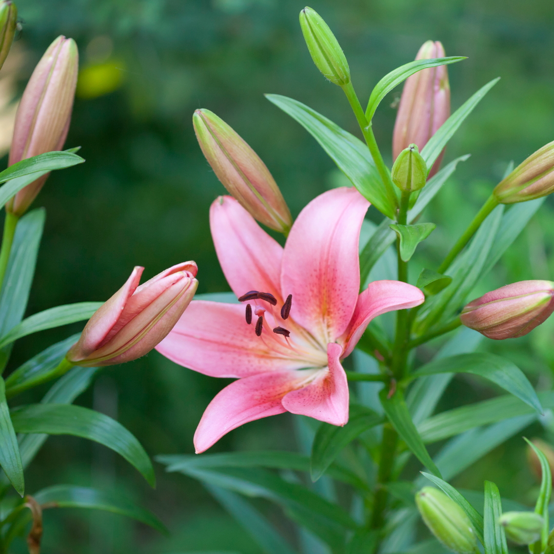 Set of 3 or 6 Large Garden Lily Plants - Asiatic Lily Pink, Ready to Plant in Your Garden