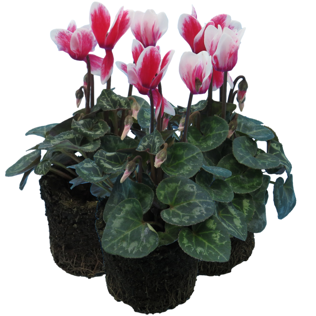 Cyclamen Flame Red 10.5cm