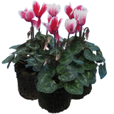 Cyclamen Flame Red 10.5cm