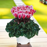 Cyclamen Flame Red 10.5cm