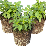 Set of 3 or 6 Large Plants - Calibrachoa Cabaret Pure Yellow, Outdoor Garden Ready