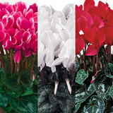 Large Cyclamen Flame Growers Selection