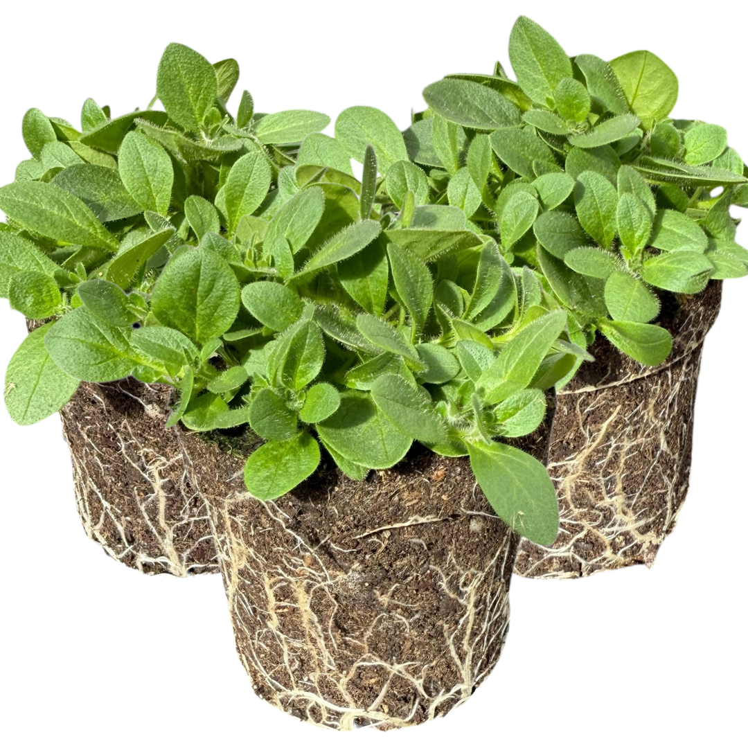 Set of 3 or 6 Large Plants - Petunia Surfinia Hot Pink, Outdoor Garden Ready