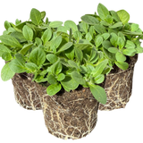 Set of 3 or 6 Large Plants - Petunia Surfinia Hot Pink, Outdoor Garden Ready