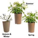Rose - Bush - White