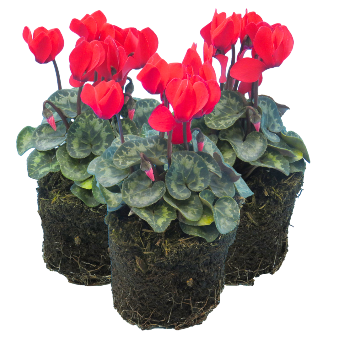 Cyclamen Scarlet 10.5cm