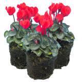 Cyclamen Scarlet 10.5cm