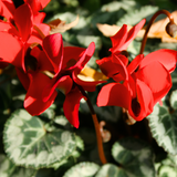 Cyclamen Scarlet 10.5cm