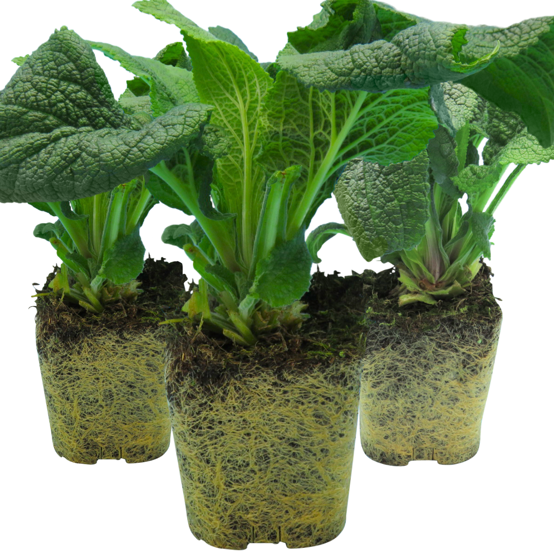 Set of 3 or 6 Large Plants - Foxglove White, Ready to Plant in Your Garden, 1L Rootballs