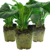 Set of 3 or 6 Large Plants - Foxglove White, Ready to Plant in Your Garden, 1L Rootballs